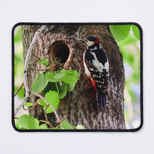 Item preview, Mouth full shut. Great spotted woodpecker designed and sold by Jouko Lehto Photography.
