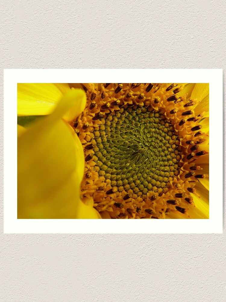 3D Wall Art, Fibonacci Sunflower