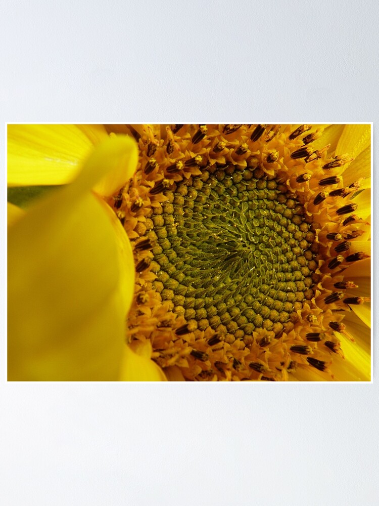 Póster «Leonardo Fibonacci - Girasol - NZ» de AndreaEL | Redbubble