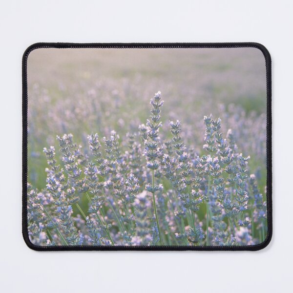 Item preview, Lavender fields, evening light designed and sold by Daridara.