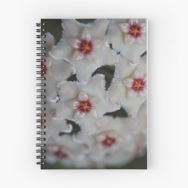 Item preview, Hoya Mathilde designed and sold by ztrnorge.