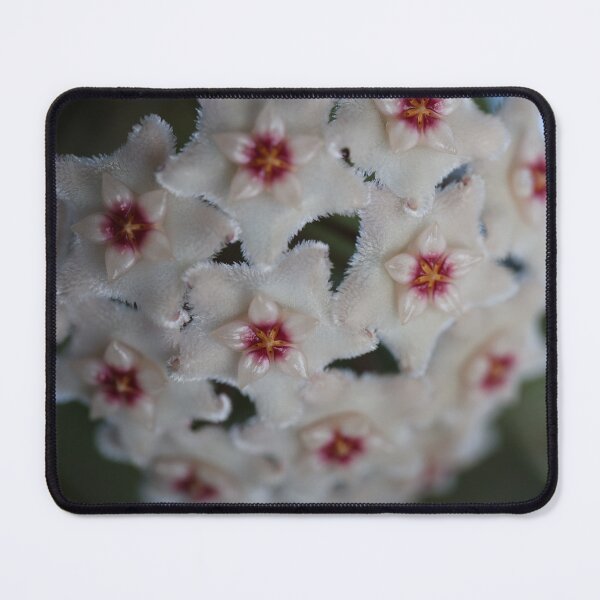 Item preview, Hoya Mathilde designed and sold by ztrnorge.
