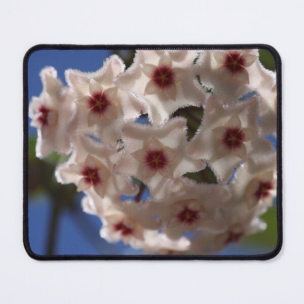 Item preview, Hoya Mathilde designed and sold by ztrnorge.