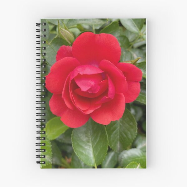 Item preview, China Red Rose by Mark Ewing designed and sold by LifeSpice.