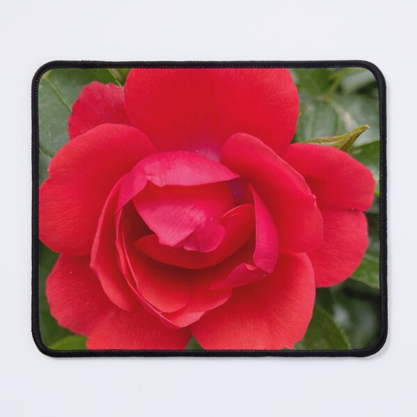 Item preview, China Red Rose by Mark Ewing designed and sold by LifeSpice.