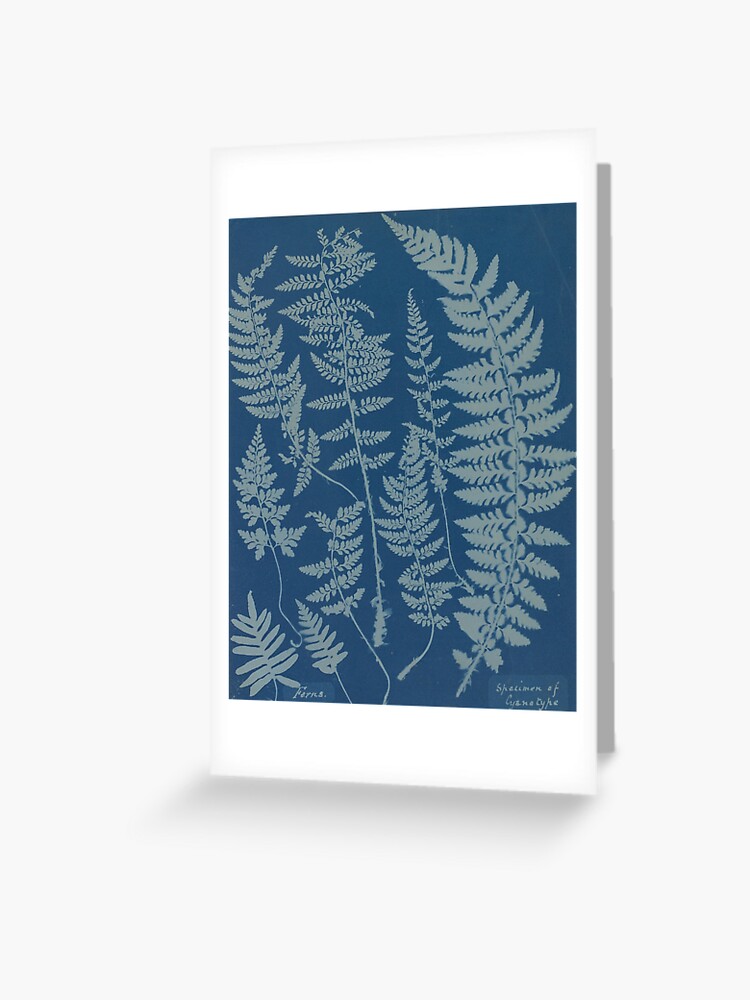 Affiche : Ferns, Specimen of Cyanotype - Anna Atkins