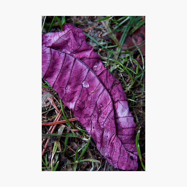 Item preview, Withered designed and sold by EvaMcDermott.