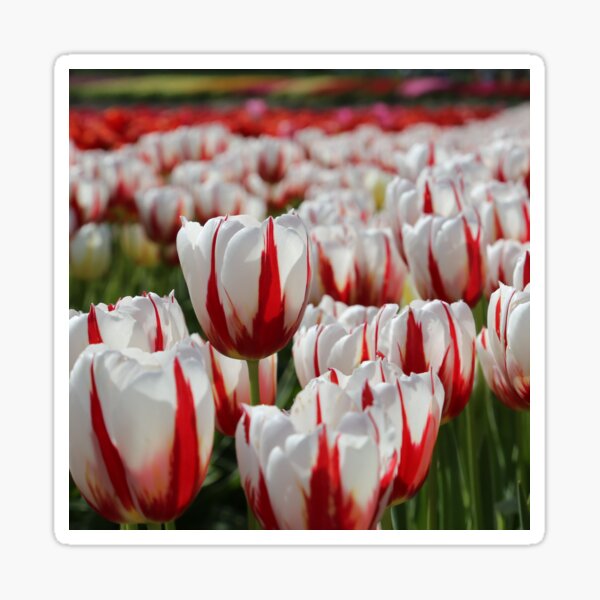 Canada 150 Tulips Sticker