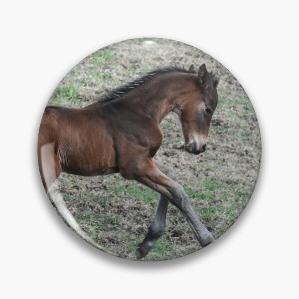 Item preview, Bay Warmblood Filly Cantering Outside designed and sold by AlishaWatson.