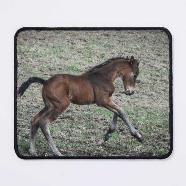 Item preview, Bay Warmblood Filly Cantering Outside designed and sold by AlishaWatson.
