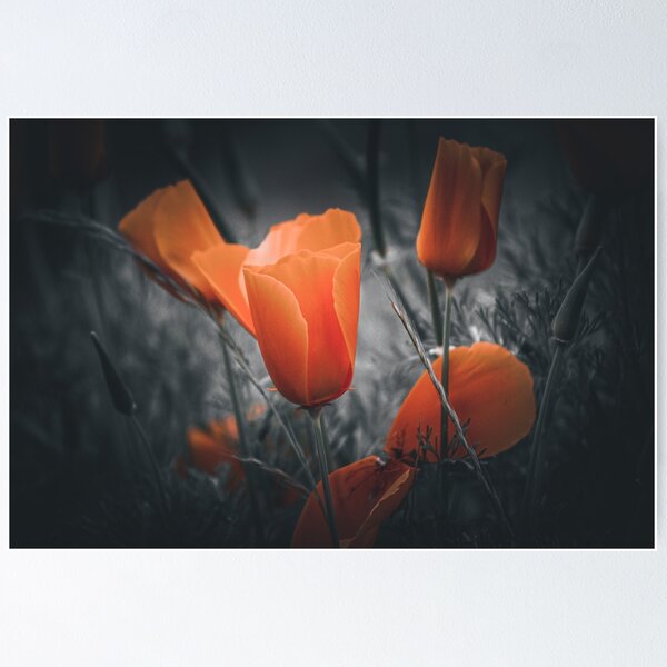 Item preview, California poppies  designed and sold by Sandi Walmsley.