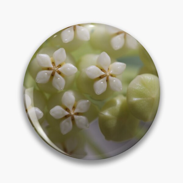 Item preview, Hoya Pachyclada Flowers and Buds designed and sold by ztrnorge.