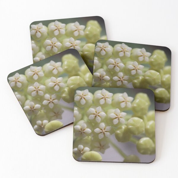 Item preview, Hoya Pachyclada Flowers and Buds designed and sold by ztrnorge.