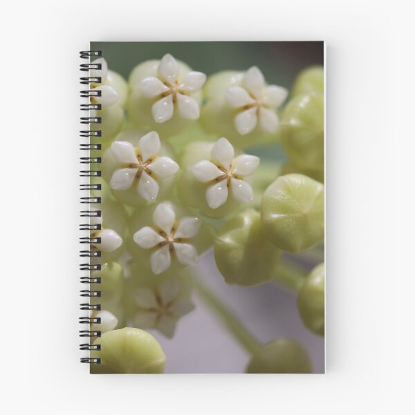 Item preview, Hoya Pachyclada Flowers and Buds designed and sold by ztrnorge.