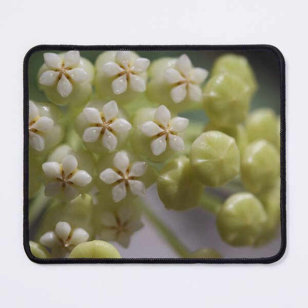 Item preview, Hoya Pachyclada Flowers and Buds designed and sold by ztrnorge.