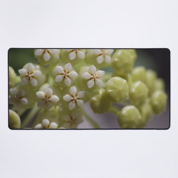 Item preview, Hoya Pachyclada Flowers and Buds designed and sold by ztrnorge.