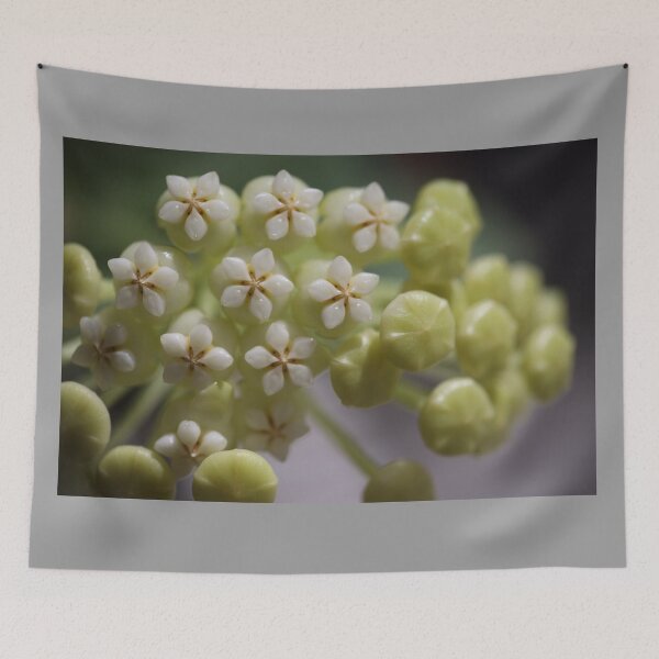 Item preview, Hoya Pachyclada Flowers and Buds designed and sold by ztrnorge.