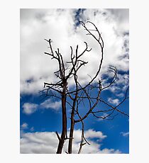 Drought Photographic Print