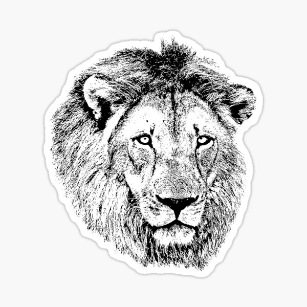 Artikel-Vorschau von Männlicher Löwe Portrait | Afrikanische Wildtiere, designt und verkauft von Scotch Macaskill.