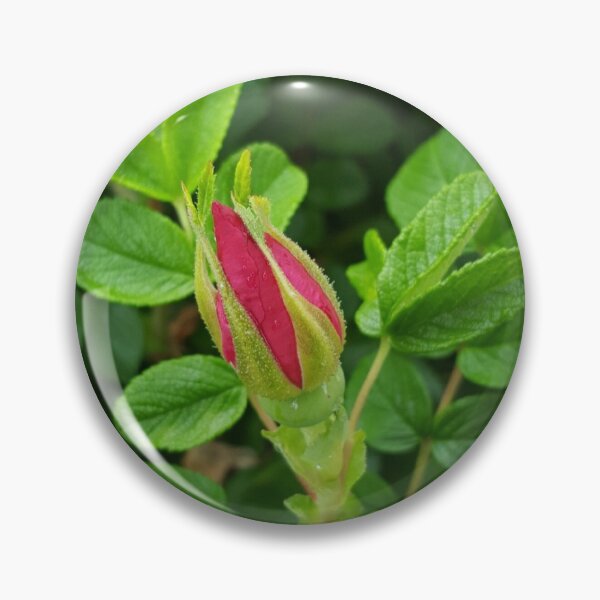 Item preview, Sitka Rose designed and sold by DaBoop.