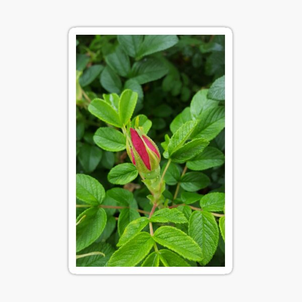 Item preview, Sitka Rose designed and sold by DaBoop.
