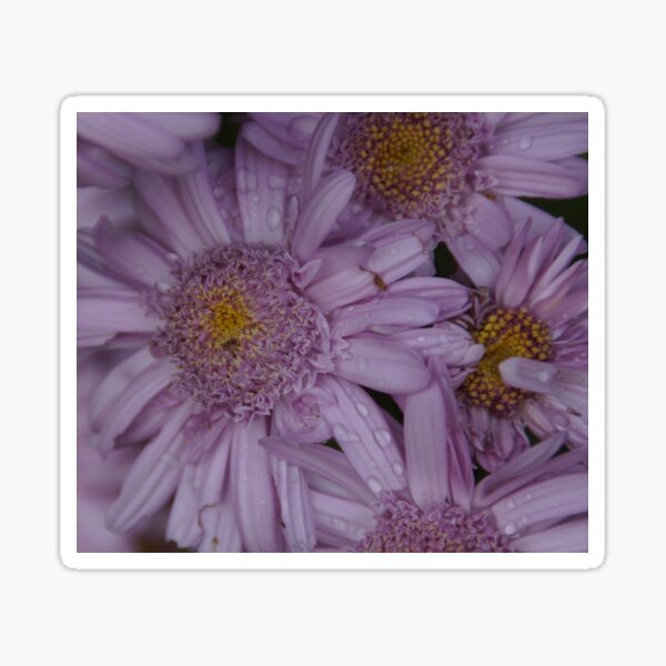 Item preview, Flowers in May at Magpie Springs by Avril Thomas designed and sold by MagpieSprings.