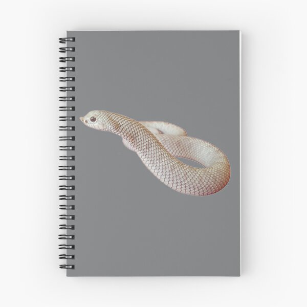 Item preview, Heterodon nasicus nasicus Casper morph designed and sold by JodieBond.