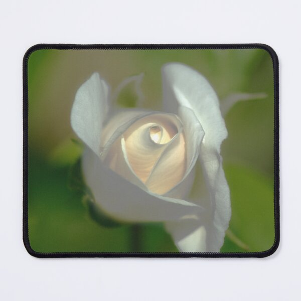 Item preview, White Rose designed and sold by days-photographic.