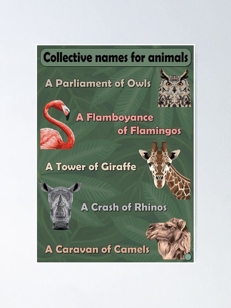 collective-names-for-animals-1-poster-for-sale-by-geocreate-redbubble