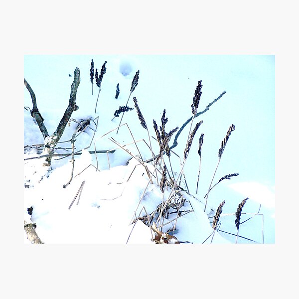 Item preview, Winter Weeds designed and sold by RLHall.