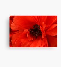 Poppy Palette Canvas Print