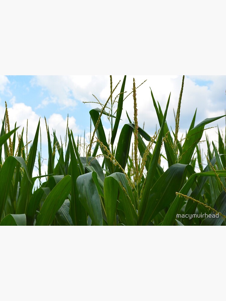 "Corn Makes Whiskey" Poster by macymuirhead Redbubble