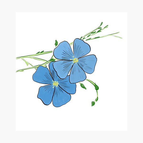 Item preview, Blue flax drawing  designed and sold by EJoyC.