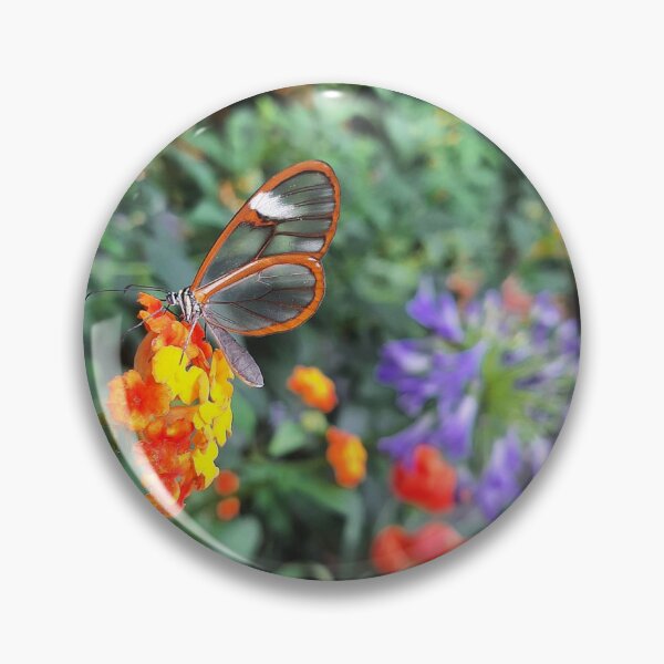 Costa Rica Clearwing/Glasswing Butterfly ? Pin