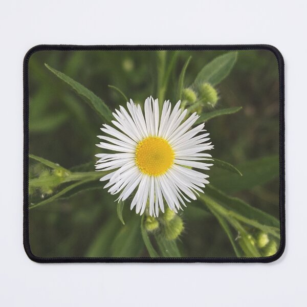 Item preview, Daisy Fleabane designed and sold by stephaniedraws.
