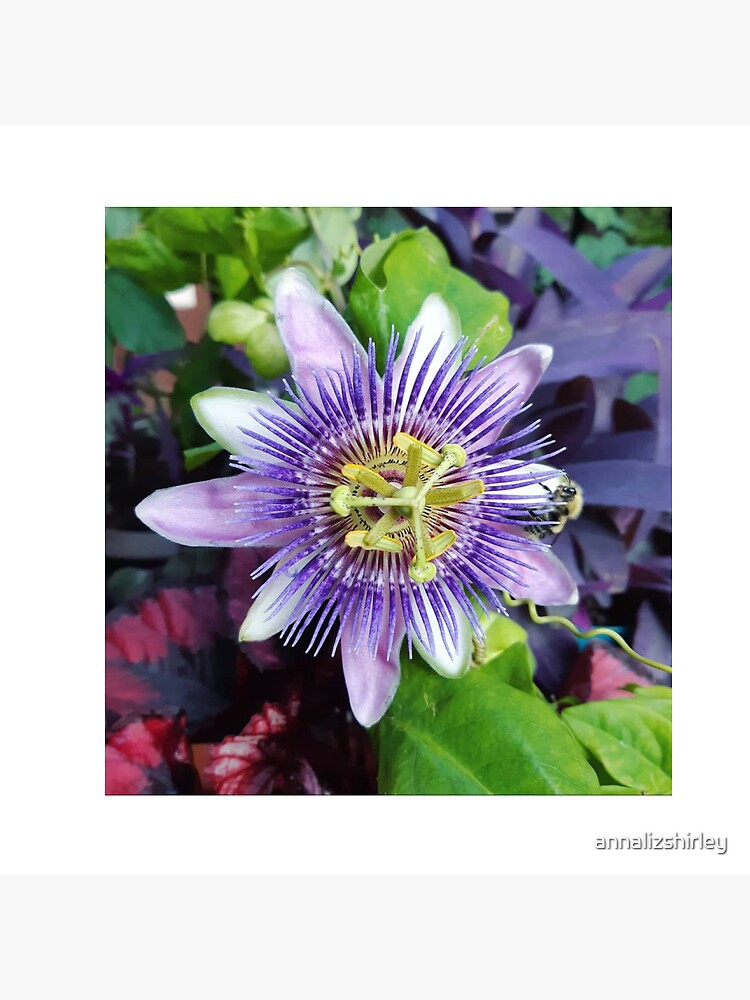 Thumbnail 3 of 3, Pin, Passion Flower Bee Garden Nature Pin designed and sold by annalizshirley.