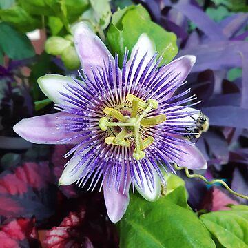 Artwork thumbnail, Passion Flower Bee Garden Nature Pin by annalizshirley