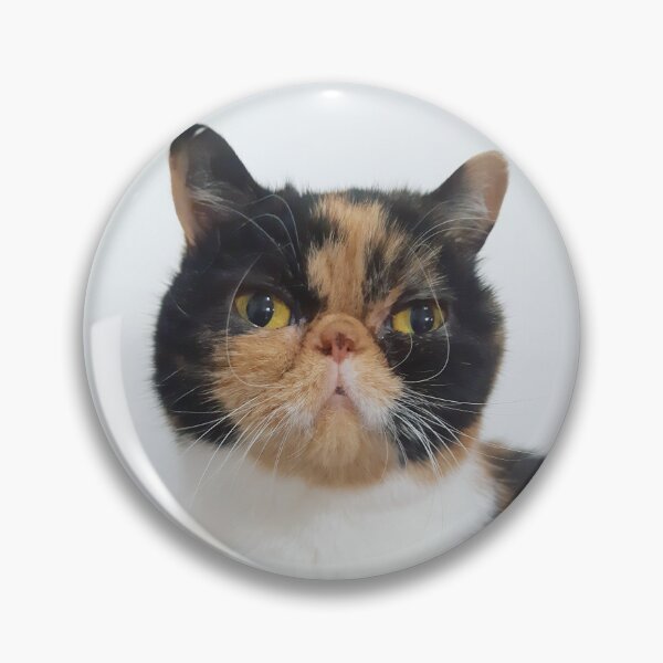 Bebe the Cat Persian Exotic Shorthair Calico Kitten Pin Pin