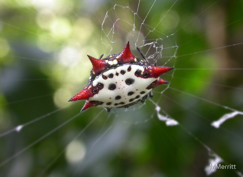 Crab Like Spiny Orb Weaver By MMerritt Redbubble