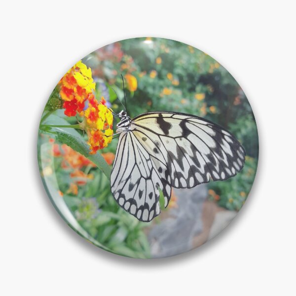 Beautiful butterfly pin Pin