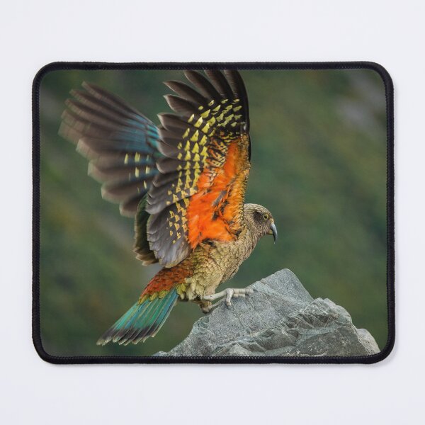 Item preview, Kea designed and sold by Alex Stojan.