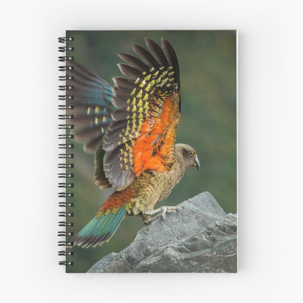 Item preview, Kea designed and sold by Alex Stojan.