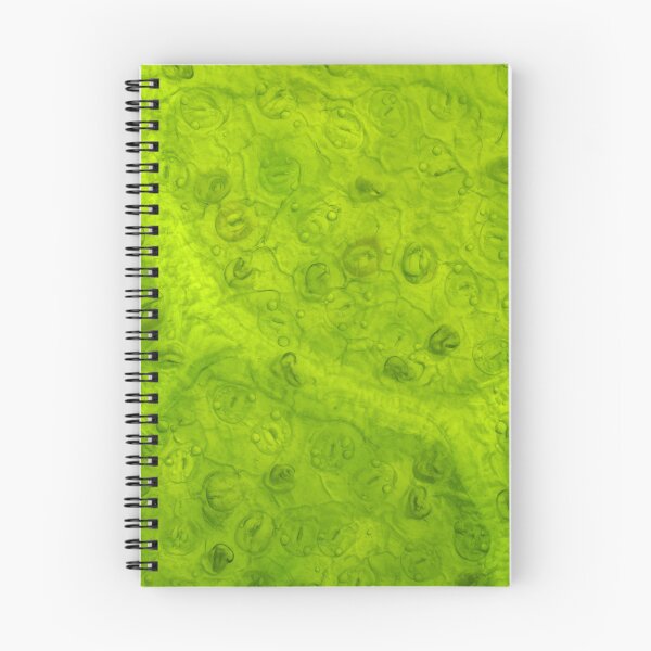 Item preview, Magnolia leaf under the microscope designed and sold by SDym Photography.