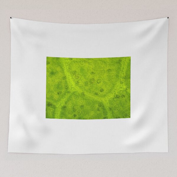 Item preview, Magnolia leaf under the microscope designed and sold by SDym Photography.