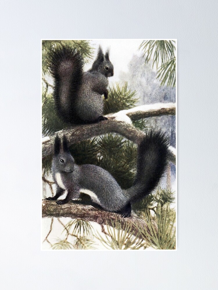 "Eastern Gray Squirrels European Vintage Art" Poster for Sale by