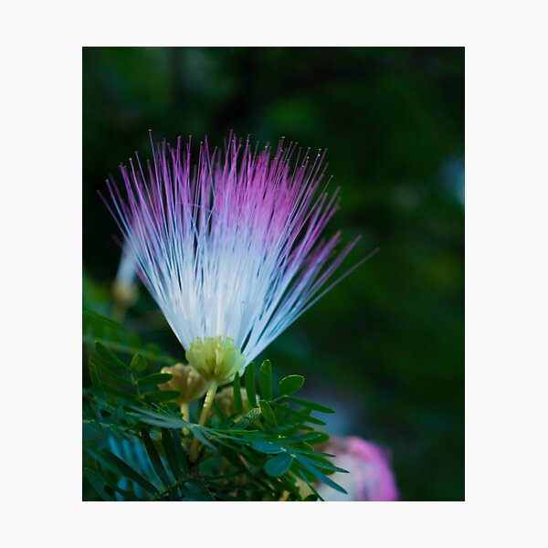 Pom Pom Flowers Photographic Print