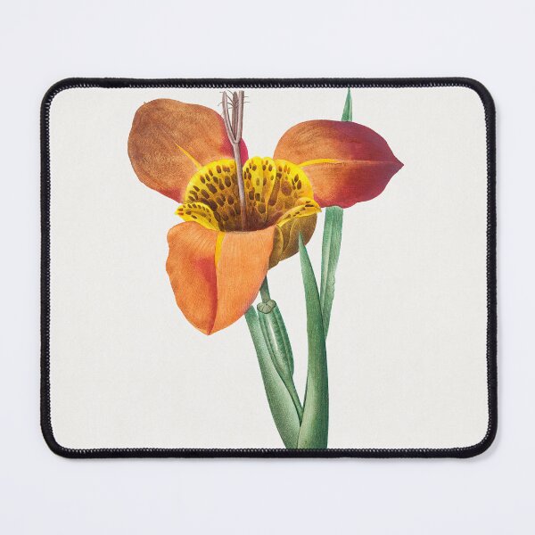 Item preview, Pierre-Joseph Redouté: Mexican Shell (1759–1840) designed and sold by 0Serendipity0.