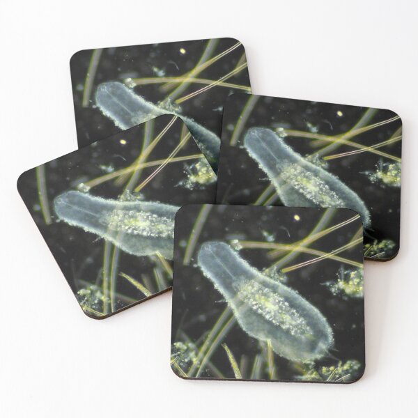 Item preview, Gastrotrich under the microscope designed and sold by SDym Photography.