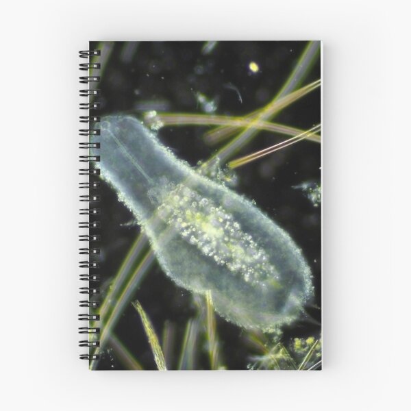 Item preview, Gastrotrich under the microscope designed and sold by SDym Photography.