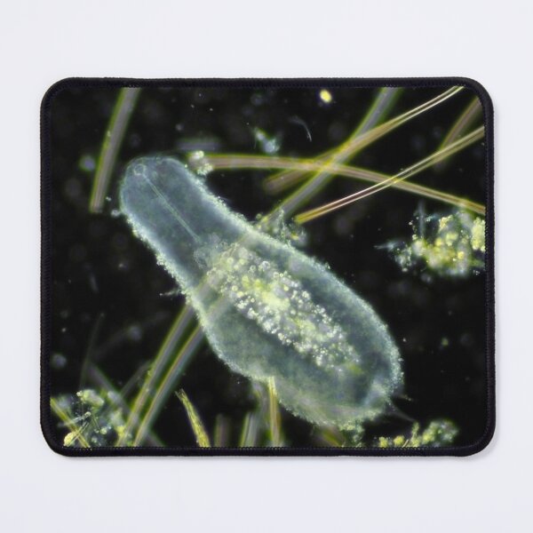 Item preview, Gastrotrich under the microscope designed and sold by SDym Photography.